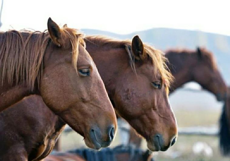 Giải mã bí mật giúp ngựa ngủ đứng mà không ngã