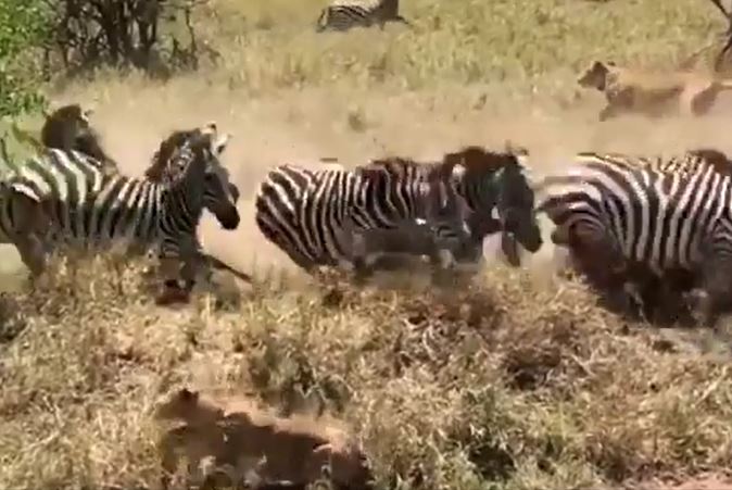 CLIP: Đi săn ngựa vằn, sư tử suýt bị con mồi giẫm đạp chết