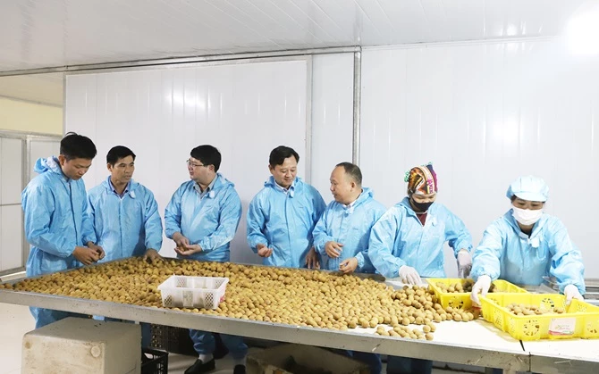 Đoàn công tác thăm dây chuyền sơ chế đóng gói quả nhãn tươi xuất khẩu thị trường Úc tại HTX Nông nghiệp Thanh Hải Đoàn công tác thăm dây chuyền sơ chế đóng gói quả nhãn tươi xuất khẩu thị trường Úc tại HTX Nông nghiệp Thanh Hải
