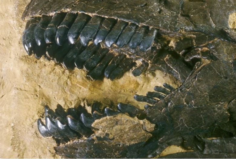 Răng khủng long hé lộ bí mật thời cổ đại