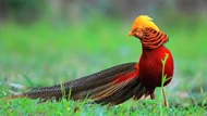 Chiêm ngưỡng loài chim khoác 'áo' bảy sắc cầu vồng