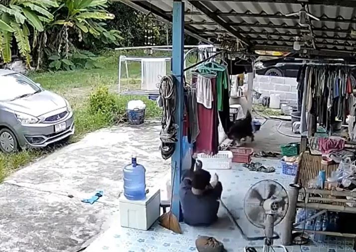 CLIP: Đang ngủ trưa, người đàn ông hoảng loạn khi bị rắn cắn bất ngờ