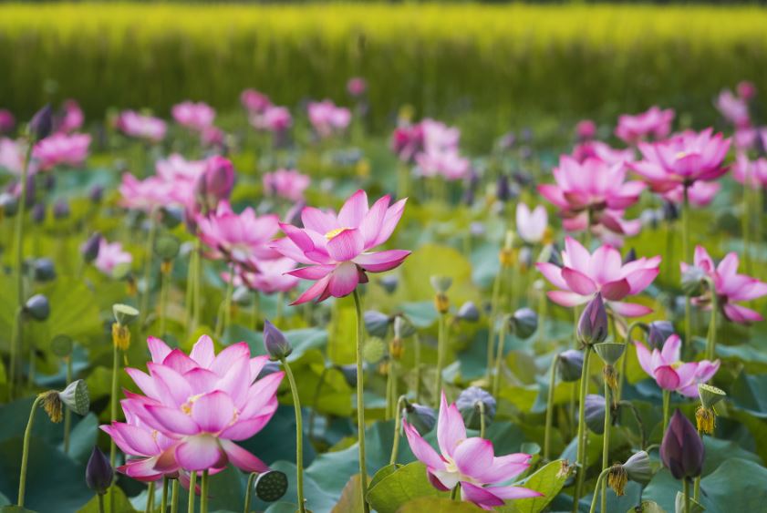 Ngắm vẻ đẹp tinh khiết của hoa sen - quốc hoa trong lòng nhiều người Việt