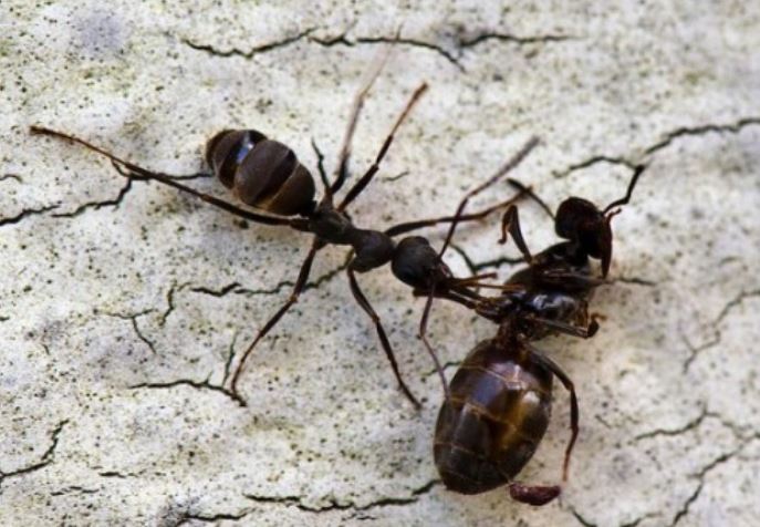 Bí mật phía sau thói quen kiến mang xác đồng loại rời tổ