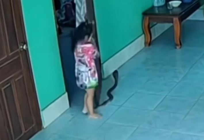 CLIP: Vô tình giẫm phải đuôi rắn hổ mang trong nhà, bé gái nhận cái kết khó tin