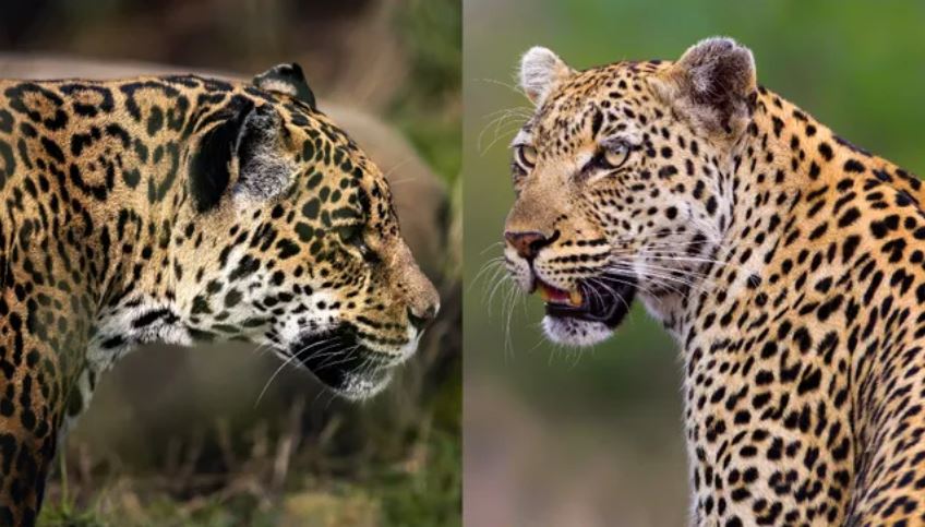 Sự khác biệt giữa báo hoa mai và báo đốm