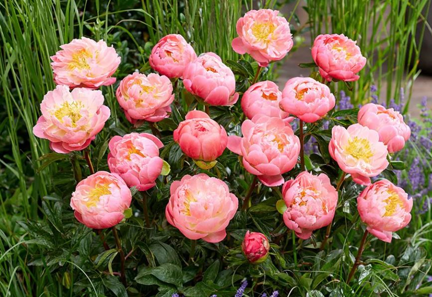 Khám phá vẻ đẹp mẫu đơn: Từ 'quốc sắc thiên hương' đến biểu tượng phú quý