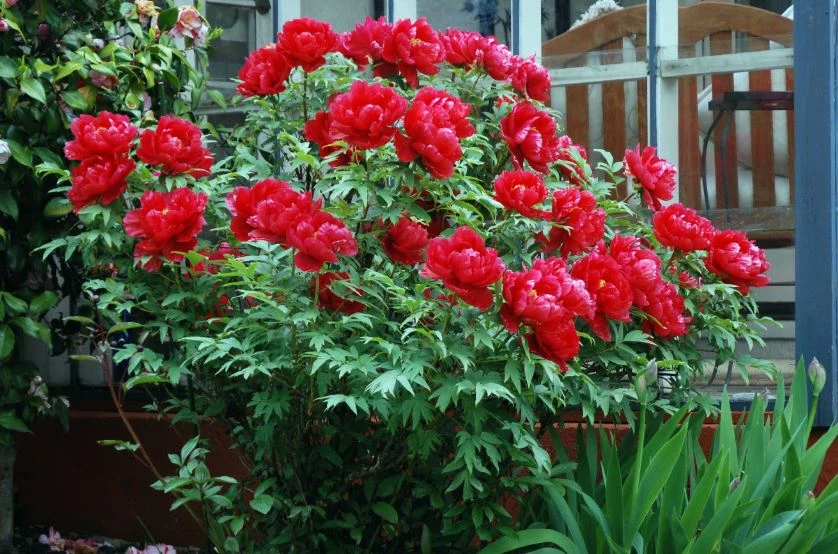 Hoa mẫu đơn