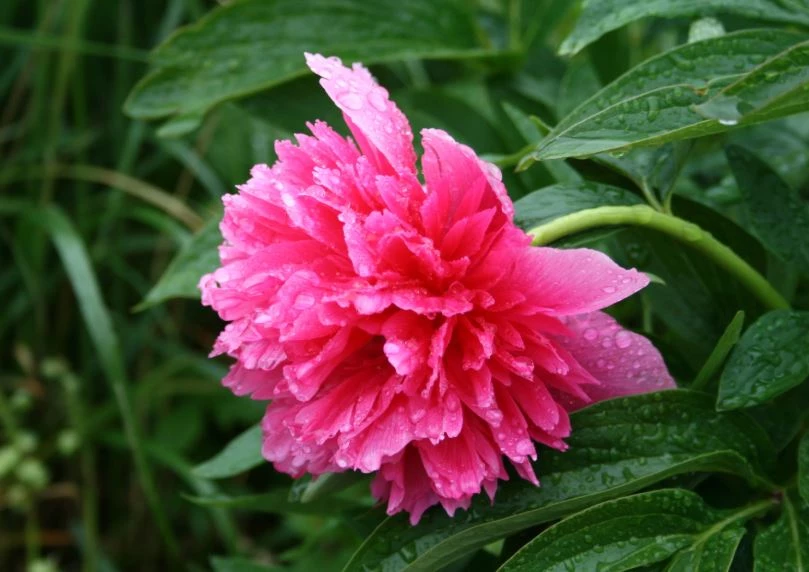 Hoa mẫu đơn