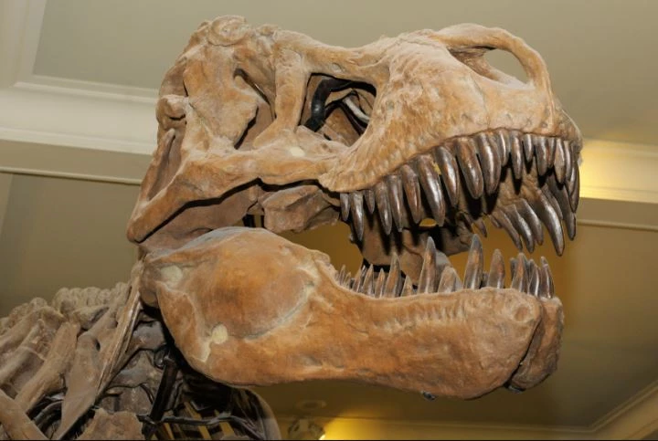 Khủng long bạo chúa Tyrannosaurus rex ở kỷ Phấn trắng có lực cắn ước tính là 35.000 newton.(Nguồn ảnh: Martin Shields qua Alamy Stock Photo)