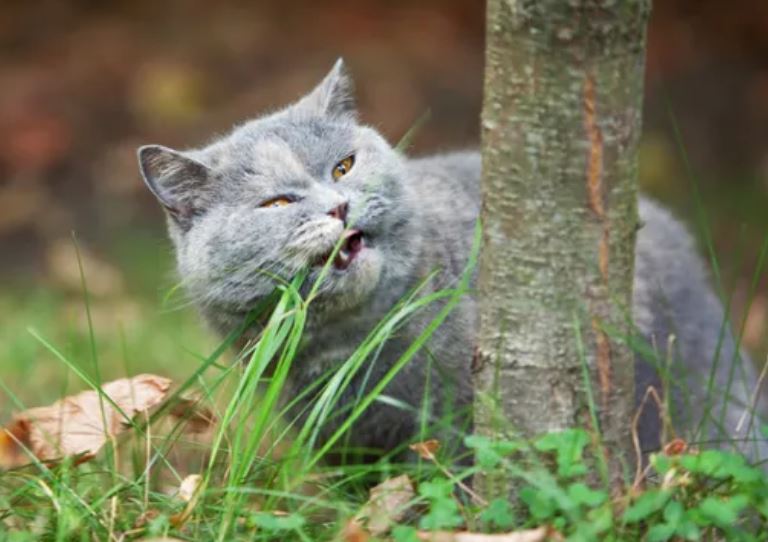 Vì sao mèo và chó lại ăn cỏ?