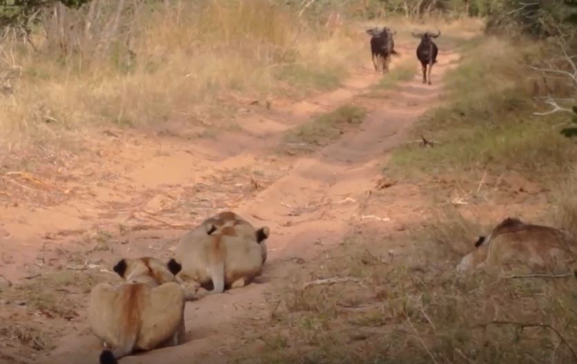 CLIP: Linh dương đầu bò đi thẳng vào ổ phục kích của đàn sư tử