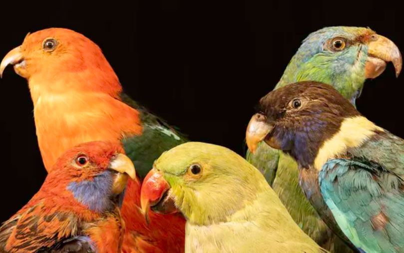 Tại sao động vật ở vùng nhiệt đới lại có màu sắc sặc sỡ?