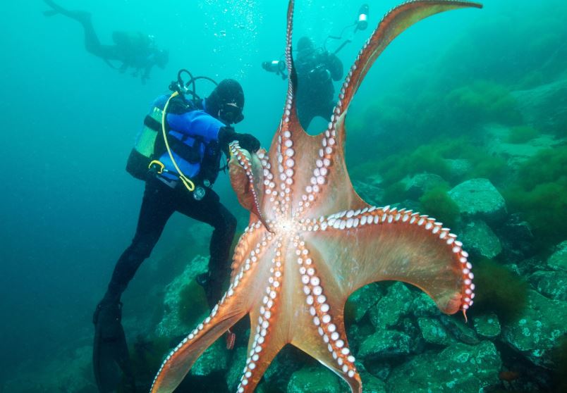 Hé lộ bí mật: Bạch tuộc có tới ba trái tim và máu xanh kỳ lạ