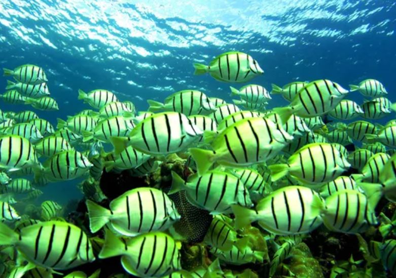 Cá có khát và uống nước không? 