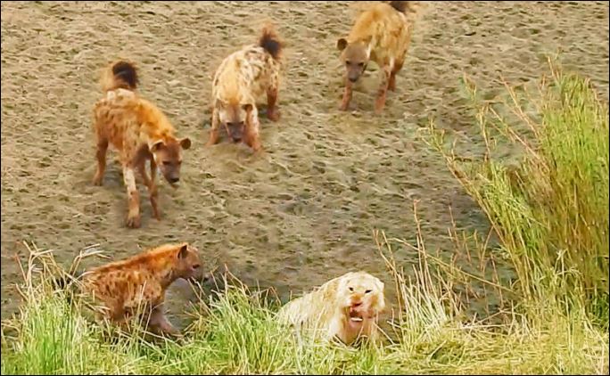 CLIP: Linh cẩu liều lĩnh tấn công sư tử và cái kết đầy bất ngờ