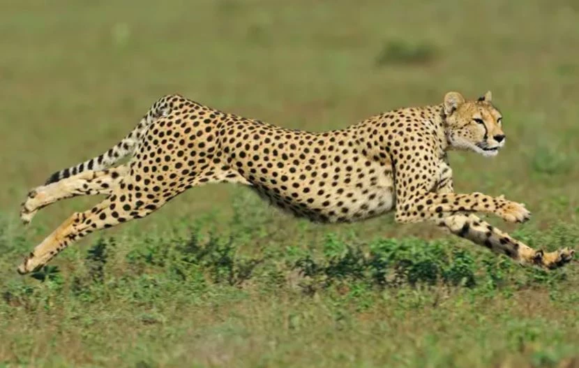 Một con báo gêpa chạy trong Vườn quốc gia Serengeti. (Nguồn ảnh: Getty Images)
