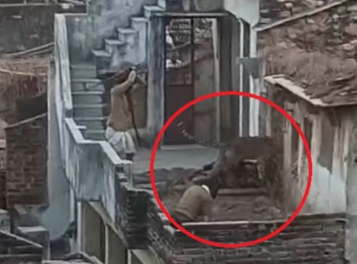 CLIP: Hai người đàn ông bị báo hoa mai tấn công trong làng và cái kết kịch tính