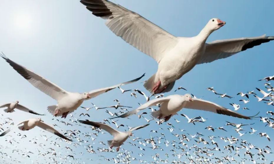 Làm thế nào các loài chim di cư biết chúng sẽ đi đâu?