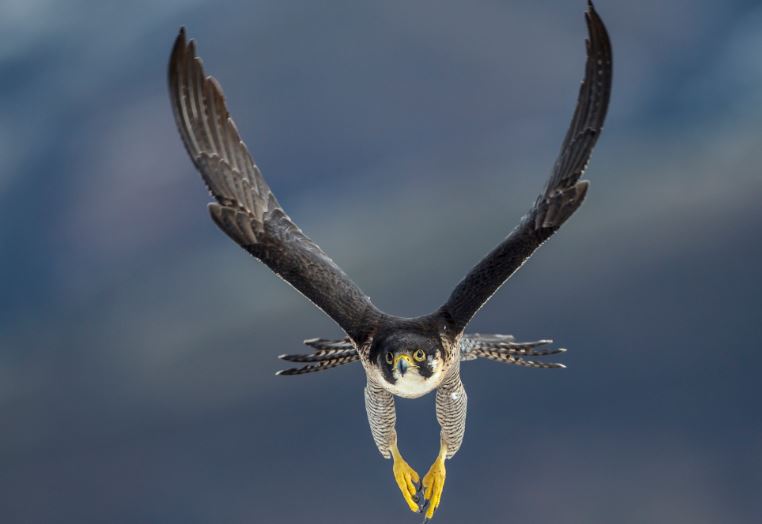 Loài vật nào nhanh nhất Trái Đất?