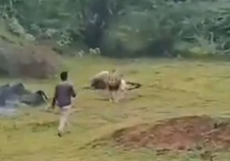 CLIP: Người đàn ông liều mình tới gần sư tử để quay phim và cái kết 'thót tim'