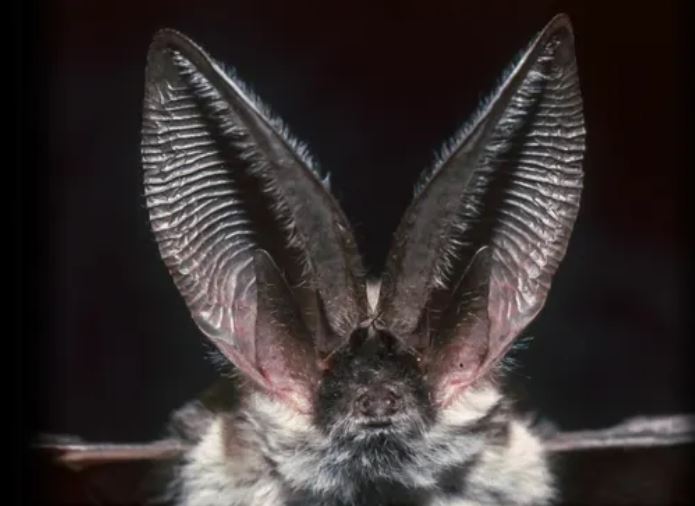 Bí ẩn thính giác siêu phàm: Loài vật nào nghe 'đỉnh' nhất hành tinh?