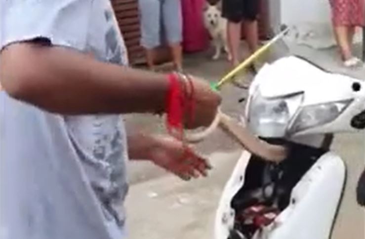 CLIP: Dùng tay không tóm gọn rắn hổ mang 'khủng' trong xe máy 
