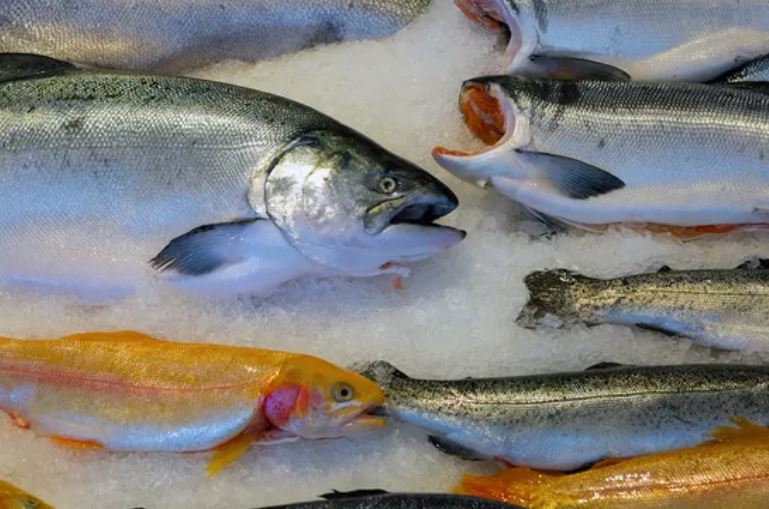 Tại sao cá lại có mùi tanh?