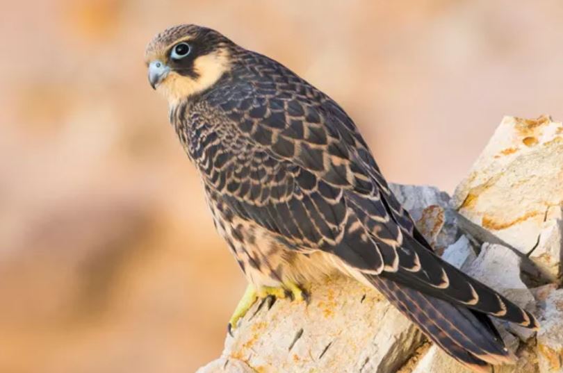 Rùng mình loài chim ưng bắt sống con mồi, tước lông rồi giam trong khe đá để ăn dần