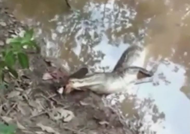 CLIP: Đi săn lươn điện, cá sấu nhận bài học nhớ đời