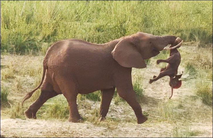 CLIP: Voi mẹ thương tiếc con chết non bằng cách ‘bế’ đi khắp nơi