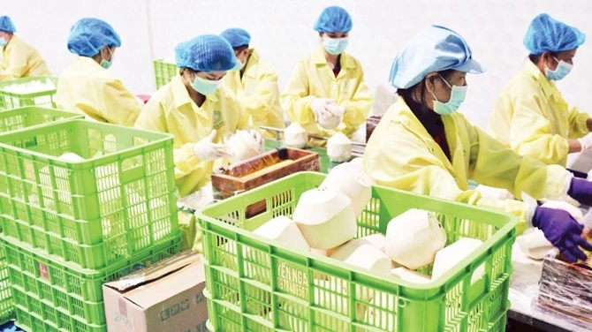Đóng gói dừa phục vụ xuất khẩu tại Công ty Vina T&T Group. (Ảnh: MINH ANH) Đóng gói dừa phục vụ xuất khẩu tại Công ty Vina T&T Group. (Ảnh: MINH ANH)