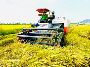 Ứng dụng AI vào giám định độ thuần, độ sạch giống lúa