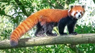Gấu trúc đỏ - Loài động vật độc đáo đang đứng trước nguy cơ tuyệt chủng