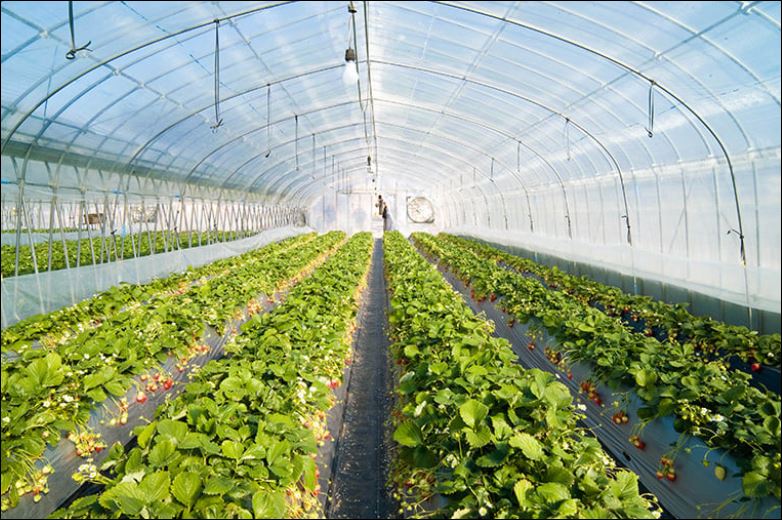 Lâm Đồng: 'Xanh hóa' nông nghiệp từ tư duy đến hành động