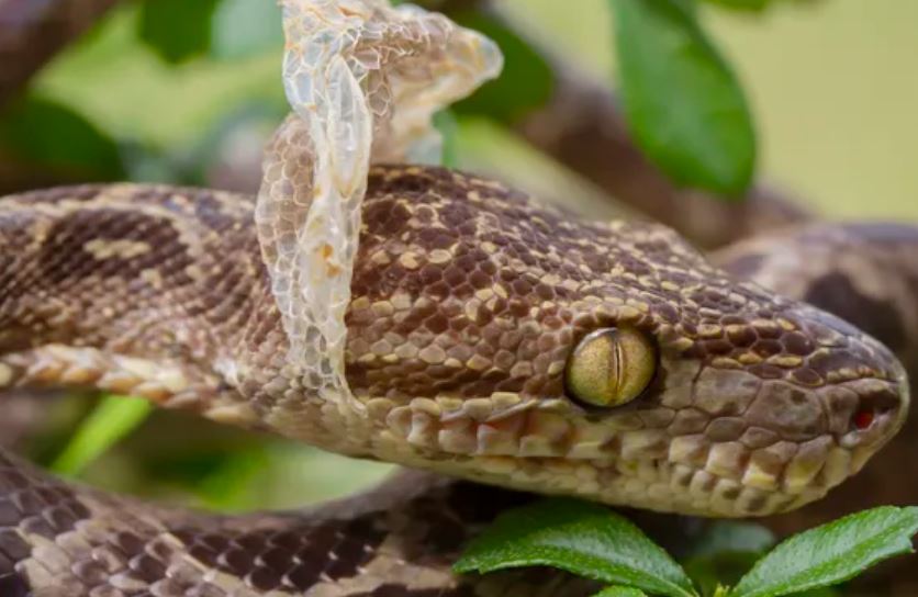 Tại sao rắn lại lột da?