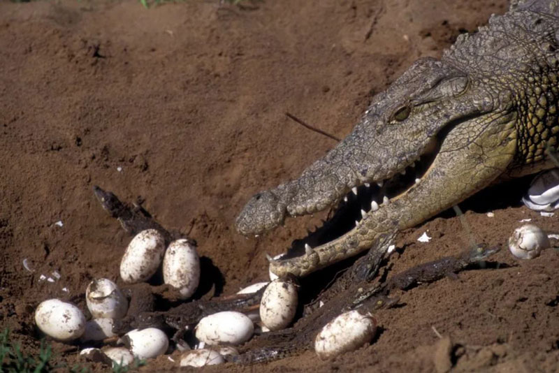 Thời gian ấp trứng của cá sấu sông Nile bao nhiêu ngày?