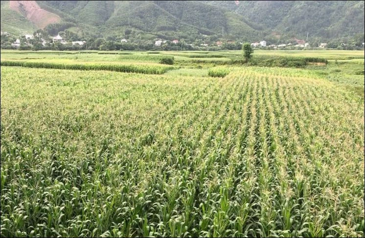 Năng suất đậu nành của Hợp tác xã đậu nành Nam Dong đạt trên 3 tấn/ha, cao hơn canh tác truyền thống.