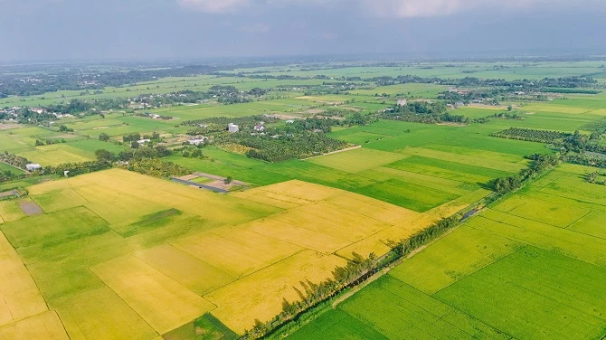 Tỉnh Vĩnh Long đang vào chính vụ sản xuất lúa nước, trải dài trên nhiều cánh đồng rộng lớn