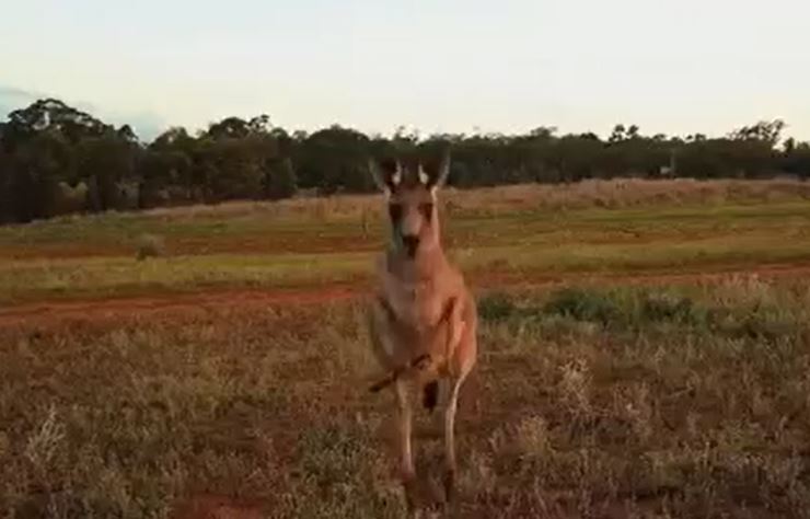 CLIP: Kangaroo hung hăng truy sát, tung đòn hạ gục flycam đang bay