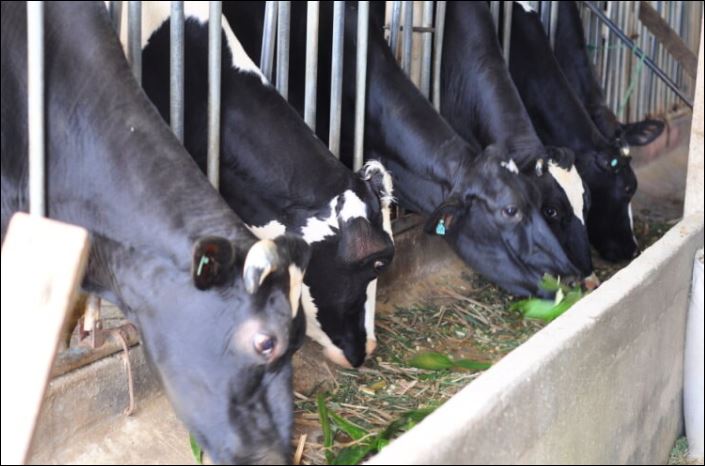 Lâm Đồng: Hướng tới phát triển ngành bò sữa hiệu quả, bền vững