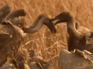 CLIP: Quạ mưu mô châm ngòi cuộc chiến giữa bầy kền kền để giành mồi