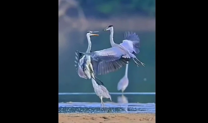 Ảnh cắt từ clip.