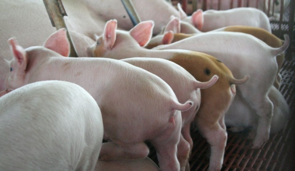 Giá heo hơi ngày 13/9/2025: Đi lên ở cả ba miền