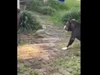 CLIP: Cuộc đối đầu nghẹt thở giữa chó Pitbull với rắn