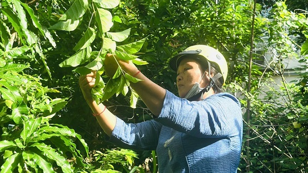 Đặc sản miền Tây: Cây dại mọc ven rào, giá hơn 65.000 đồng/kg