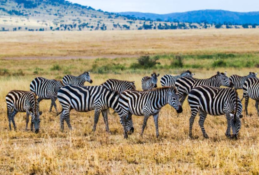 Giải mã bí ẩn hàng trăm năm: Vì sao ngựa vằn sở hữu bộ lông sọc?