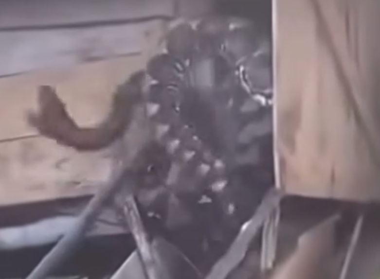 Rùng mình trước cảnh trăn khổng lồ mắc kẹt sau khi nuốt trọn 3 con dê