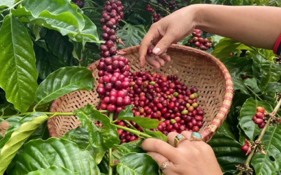 Giá nông sản ngày 15/9/2025: Cà phê, hồ tiêu duy trì ổn định ở mức cao