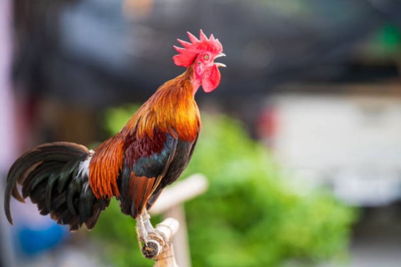 Vì sao gà trống luôn gáy đúng giờ vào mỗi buổi sáng?